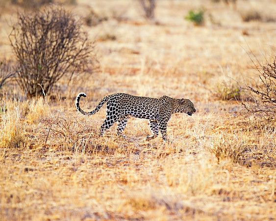 Africa, Botswana, Camouflage, India, Kenya, Mozambique, Namibia, "South Africa", Tanzania, Zambia, Zimbabwe, claws, conservation, detail, forest, hiding, hunting, leopard, nature, parks, poaching, sab