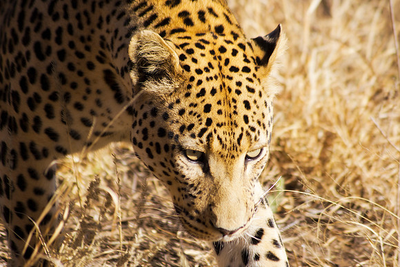 Camouflage, leopard, savanna, spots, teeth, claws, sabres, tail, detail, Africa, India, conservation, Tanzania, Kenya, Botswana, Namibia, Mozambique, " South Africa", Zimbabwe, Zambia, poaching, parks