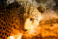 Leopards
