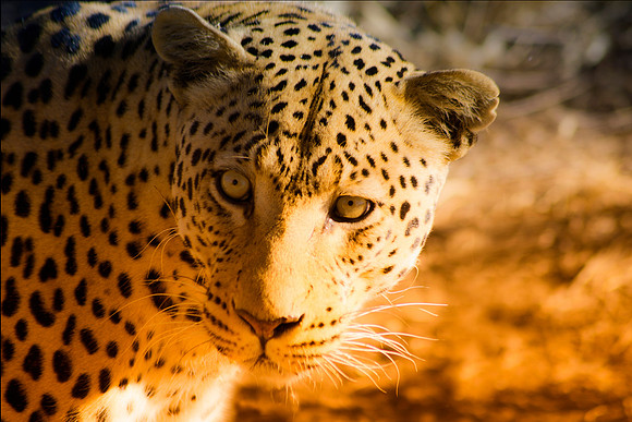 Camouflage, leopard, savanna, spots, teeth, claws, sabres, tail, detail, Africa, India, conservation, Tanzania, Kenya, Botswana, Namibia, Mozambique, " South Africa", Zimbabwe, Zambia, poaching, parks