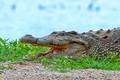 Crocks & Hippos