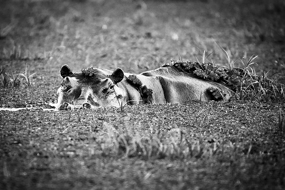 Africa, Kenya, Namibia, Tanzania, bird, "black & white", hippo, jungle, lake, pond, river, safari, savanna, "white bird"