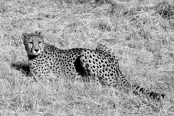 Africa, Asia, Kalahari, artistic, bertazzoni, "black & white", cat, cheetah, predator, preys, savanna, speed, spots, Kenya, Tanzania, Namibia, teeth, claw, artistic