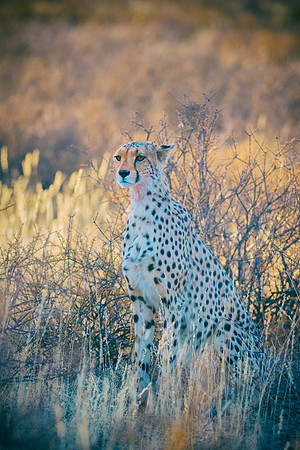 Africa, Asia, Botswana, Cheetah, Kalahari, Kalahari, Kenya, Namibia, "South Africa", Tanzania, Zambia, Zimbabwe, artistic, bertazzoni, conservation, hunter, infrared, jungle, nature, parks, poaching,
