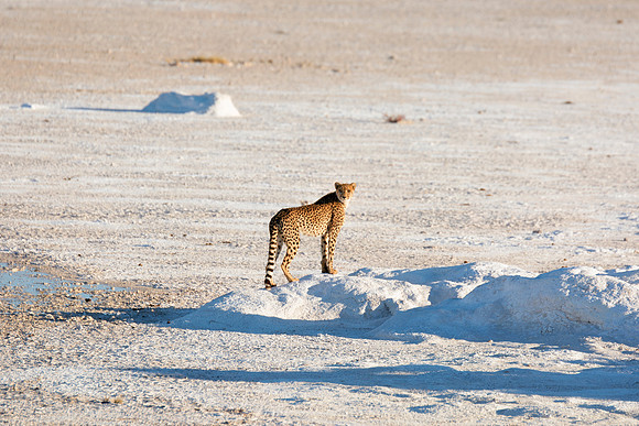 Africa, Asia, Botswana, Cheetah, Kalahari, Kalahari, Kenya, Namibia, "South Africa", Tanzania, Zambia, Zimbabwe, artistic, bertazzoni, conservation, hunter, infrared, jungle, nature, parks, poaching,