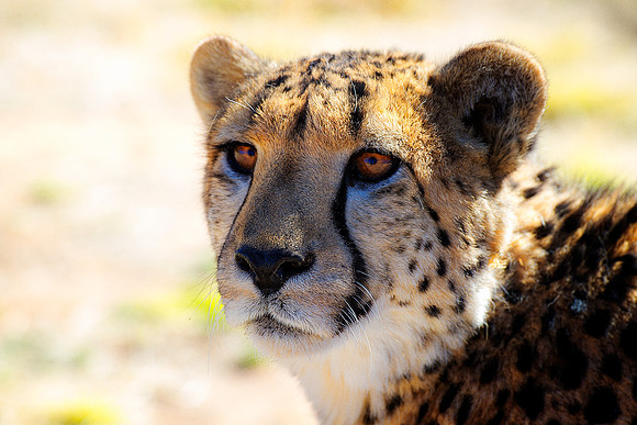 Africa, Asia, Botswana, Cheetah, Kalahari, Kalahari, Kenya, Namibia, "South Africa", Tanzania, Zambia, Zimbabwe, artistic, conservation, hunter, infrared, jungle, nature, parks, poaching, safari, sava