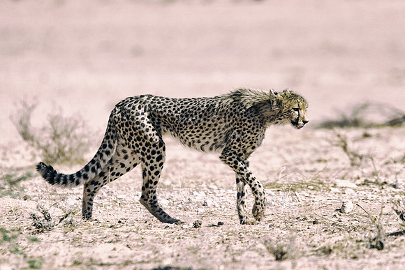 Africa, Asia, Botswana, Cheetah, Kalahari, Kalahari, Kenya, Namibia, "South Africa", Tanzania, Zambia, Zimbabwe, artistic, bertazzoni, conservation, hunter, infrared, jungle, nature, parks, poaching,