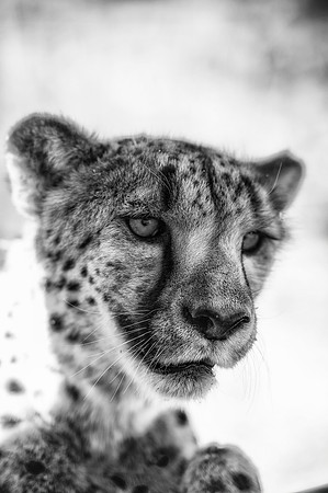 Africa, Asia, Kalahari, Kenya, Namibia, Tanzania, artistic, artistic, bertazzoni, "black & white", cat, cheetah, claw, predator, preys, savanna, speed, spots, teeth