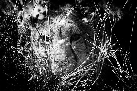 cheetah, "black & white", savanna, Africa, speed, spots, Asia, Namibia, Kenya, Tanzania, "South Africa", Botswana, Kalahari, scenic, artistic, nature