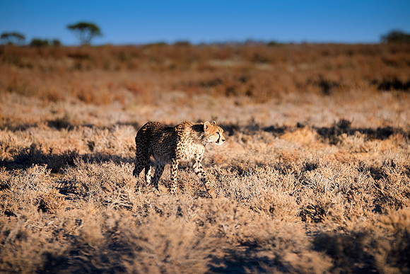 Africa, Asia, Botswana, Cheetah, Kalahari, Kalahari, Kenya, Namibia, "South Africa", Tanzania, Zambia, Zimbabwe, artistic, bertazzoni, conservation, hunter, infrared, jungle, nature, parks, poaching,