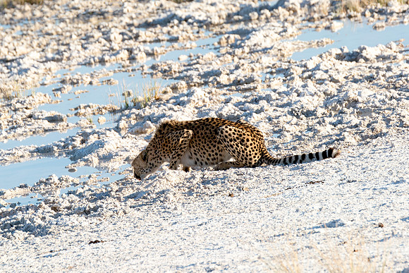 Africa, Asia, Botswana, Cheetah, Kalahari, Kalahari, Kenya, Namibia, "South Africa", Tanzania, Zambia, Zimbabwe, artistic, bertazzoni, conservation, hunter, infrared, jungle, nature, parks, poaching,