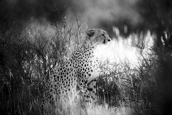 Africa, Asia, Botswana, Cheetah, Kalahari, Kalahari, Kenya, Namibia, "South Africa", Tanzania, Zambia, Zimbabwe, artistic, bertazzoni, conservation, hunter, infrared, jungle, nature, parks, poaching,