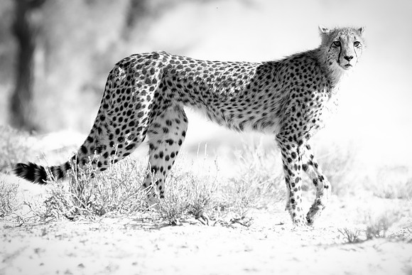 Africa, Asia, Botswana, Cheetah, Kalahari, Kalahari, Kenya, Namibia, "South Africa", Tanzania, Zambia, Zimbabwe, artistic, bertazzoni, conservation, hunter, infrared, jungle, nature, parks, poaching,