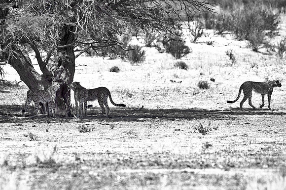 Africa, Asia, Botswana, Cheetah, Kalahari, Kalahari, Kenya, Namibia, "South Africa", Tanzania, Zambia, Zimbabwe, artistic, bertazzoni, conservation, hunter, infrared, jungle, nature, parks, poaching,