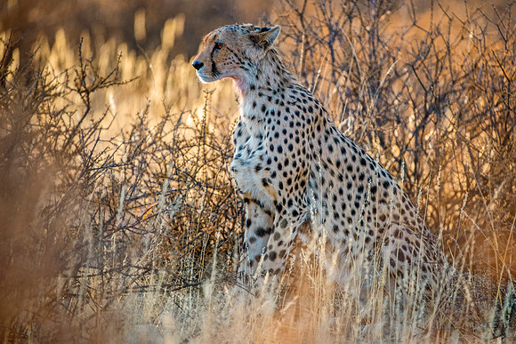 Africa, Asia, Botswana, Cheetah, Kalahari, Kalahari, Kenya, Namibia, "South Africa", Tanzania, Zambia, Zimbabwe, artistic, bertazzoni, conservation, hunter, infrared, jungle, nature, parks, poaching,