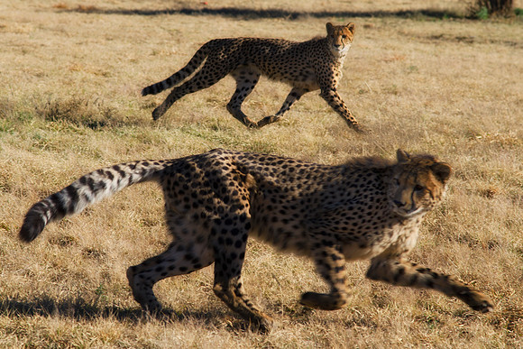Cheetah, infrared, " black & white", artistic, scenic, safari, Africa, Namibia, parks, wildlife, nature, savanna, jungle, speed, hunter, Kalahari