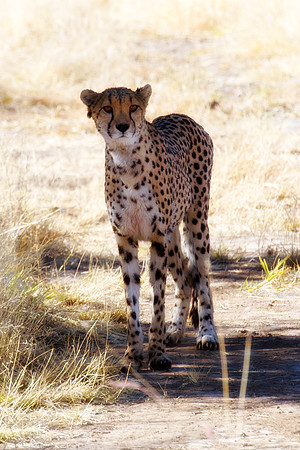 Africa, Asia, Botswana, Cheetah, Kalahari, Kalahari, Kenya, Namibia, "South Africa", Tanzania, Zambia, Zimbabwe, artistic, conservation, hunter, infrared, jungle, nature, parks, poaching, safari, sava