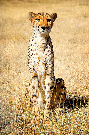 Africa, Asia, Botswana, Cheetah, Kalahari, Kalahari, Kenya, Namibia, "South Africa", Tanzania, Zambia, Zimbabwe, artistic, conservation, hunter, infrared, jungle, nature, parks, poaching, safari, sava