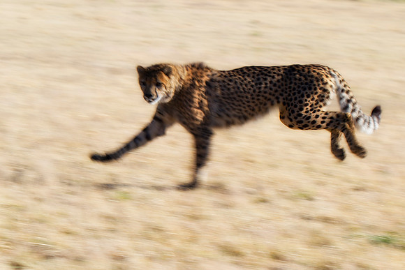Africa, Cheetah, Kalahari, Namibia, artistic, hunter, infrared, jungle, nature, parks, safari, savanna, scenic, speed, wildlife, Tanzania, Asia, Kenya, "South Africa", Botswana, Kalahari, Zimbabwe, Za