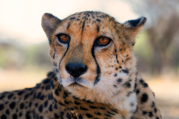 Africa, Asia, Botswana, Cheetah, Kalahari, Kalahari, Kenya, Namibia, "South Africa", Tanzania, Zambia, Zimbabwe, artistic, bertazzoni, conservation, hunter, infrared, jungle, nature, parks, poaching,