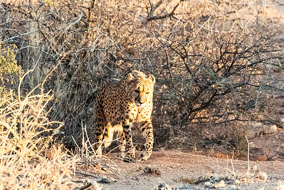 Cheetah