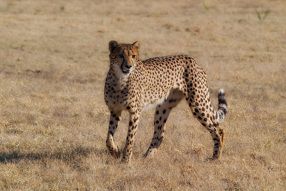 Africa, Cheetah, Kalahari, Namibia, artistic, hunter, infrared, jungle, nature, parks, safari, savanna, scenic, speed, wildlife, Tanzania, Asia, Kenya, "South Africa", Botswana, Kalahari, Zimbabwe, Za