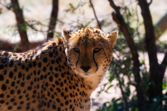 Africa, Cheetah, Kalahari, Namibia, artistic, hunter, infrared, jungle, nature, parks, safari, savanna, scenic, speed, wildlife, Tanzania, Asia, Kenya, "South Africa", Botswana, Kalahari, Zimbabwe, Za
