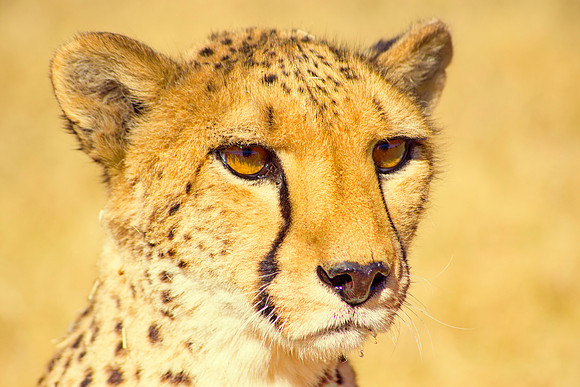 Africa, Asia, Botswana, Cheetah, Kalahari, Kalahari, Kenya, Namibia, "South Africa", Tanzania, Zambia, Zimbabwe, artistic, bertazzoni, conservation, hunter, infrared, jungle, nature, parks, poaching,