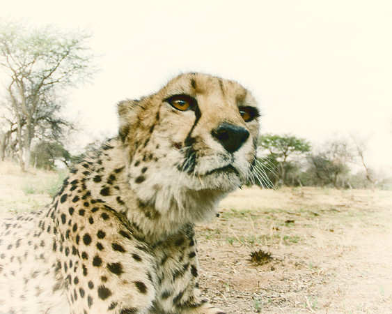 Africa, Asia, Botswana, Cheetah, Kalahari, Kalahari, Kenya, Namibia, "South Africa", Tanzania, Zambia, Zimbabwe, artistic, bertazzoni, conservation, hunter, infrared, jungle, nature, parks, poaching,