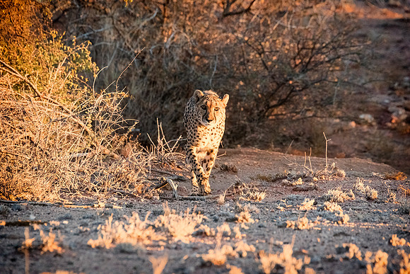Cheetah