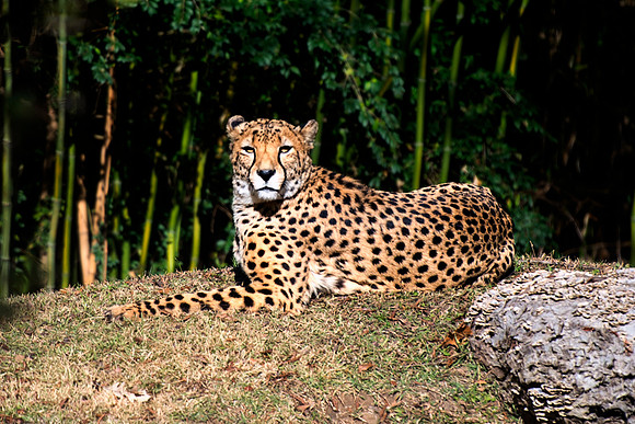 Africa, Asia, Botswana, Cheetah, Kalahari, Kalahari, Kenya, Namibia, "South Africa", Tanzania, Zambia, Zimbabwe, artistic, bertazzoni, conservation, hunter, infrared, jungle, nature, parks, poaching,