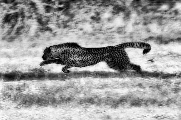 attack, cheetah, "black & white", Africa, Namibia, prey, predator, spots, fur, poaching, speed, "marco bertazzoni", cat, Kenya, artistic,