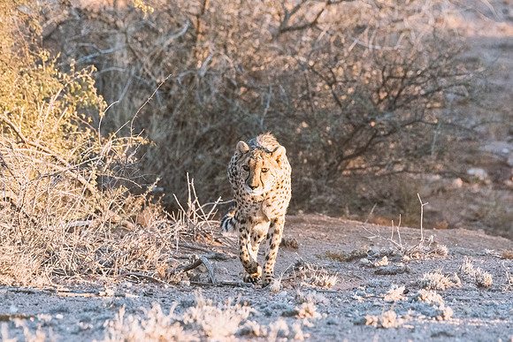 Cheetah