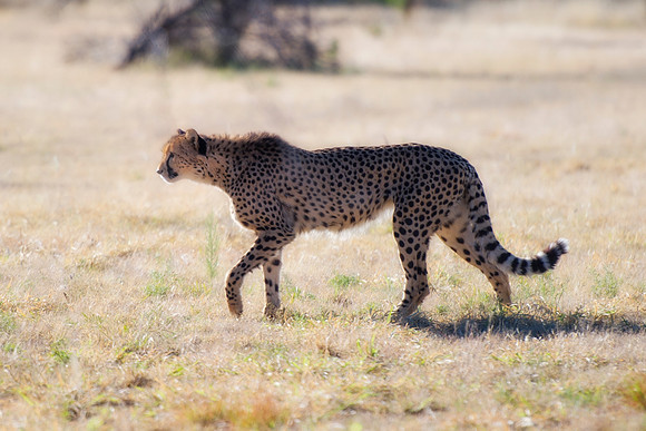 Africa, Cheetah, Kalahari, Namibia, artistic, hunter, infrared, jungle, nature, parks, safari, savanna, scenic, speed, wildlife, Tanzania, Asia, Kenya, "South Africa", Botswana, Kalahari, Zimbabwe, Za