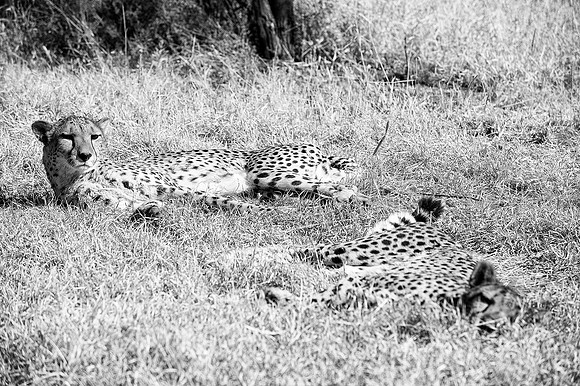 Africa, Asia, Kalahari, Kenya, Namibia, Tanzania, artistic, artistic, bertazzoni, "black & white", cat, cheetah, claw, predator, preys, savanna, speed, spots, teeth