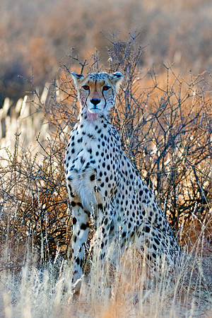 Africa, Asia, Botswana, Cheetah, Kalahari, Kalahari, Kenya, Namibia, "South Africa", Tanzania, Zambia, Zimbabwe, artistic, bertazzoni, conservation, hunter, infrared, jungle, nature, parks, poaching,