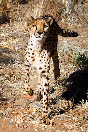 Africa, Asia, Botswana, Cheetah, Kalahari, Kalahari, Kenya, Namibia, "South Africa", Tanzania, Zambia, Zimbabwe, artistic, bertazzoni, conservation, hunter, infrared, jungle, nature, parks, poaching,