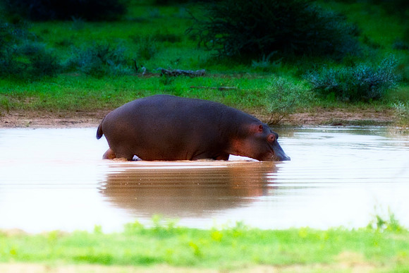 Searching Hippo