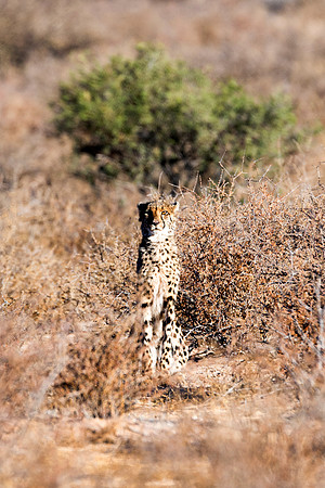 Africa, Asia, Botswana, Cheetah, Kalahari, Kalahari, Kenya, Namibia, "South Africa", Tanzania, Zambia, Zimbabwe, artistic, bertazzoni, conservation, hunter, infrared, jungle, nature, parks, poaching,