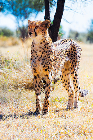 Africa, Asia, Botswana, Cheetah, Kalahari, Kalahari, Kenya, Namibia, "South Africa", Tanzania, Zambia, Zimbabwe, artistic, conservation, hunter, infrared, jungle, nature, parks, poaching, safari, sava
