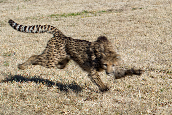 Africa, Cheetah, Kalahari, Namibia, artistic, hunter, infrared, jungle, nature, parks, safari, savanna, scenic, speed, wildlife, Tanzania, Asia, Kenya, "South Africa", Botswana, Kalahari, Zimbabwe, Za