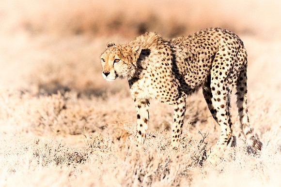 Africa, Asia, Botswana, Cheetah, Kalahari, Kalahari, Kenya, Namibia, "South Africa", Tanzania, Zambia, Zimbabwe, artistic, bertazzoni, conservation, hunter, infrared, jungle, nature, parks, poaching,
