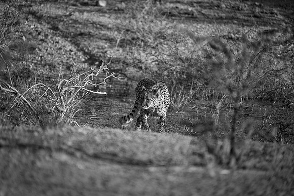 Cheetah