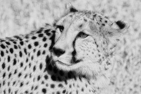 Africa, Asia, Kalahari, artistic, bertazzoni, "black & white", cat, cheetah, predator, preys, savanna, speed, spots, Kenya, Tanzania, Namibia, teeth, claw, artistic