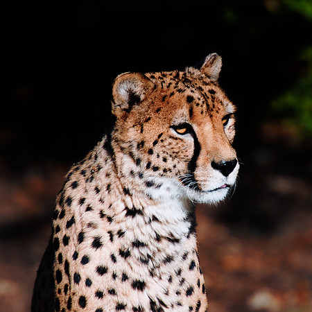 Africa, Asia, Botswana, Cheetah, Kalahari, Kalahari, Kenya, Namibia, "South Africa", Tanzania, Zambia, Zimbabwe, artistic, bertazzoni, conservation, hunter, infrared, jungle, nature, parks, poaching,
