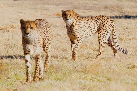 Africa, Cheetah, Kalahari, Namibia, artistic, hunter, infrared, jungle, nature, parks, safari, savanna, scenic, speed, wildlife, Tanzania, Asia, Kenya, "South Africa", Botswana, Kalahari, Zimbabwe, Za