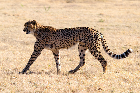 Africa, Cheetah, Kalahari, Namibia, artistic, hunter, infrared, jungle, nature, parks, safari, savanna, scenic, speed, wildlife, Tanzania, Asia, Kenya, "South Africa", Botswana, Kalahari, Zimbabwe, Za