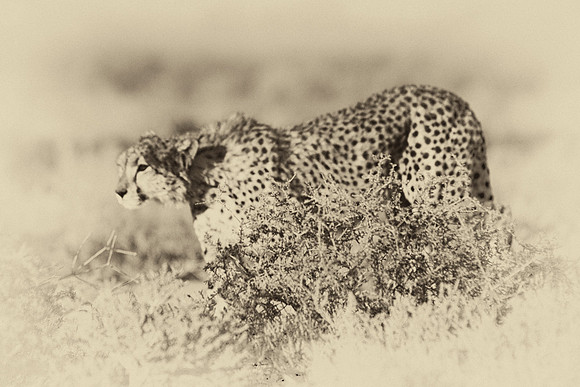 Africa, Asia, Botswana, Cheetah, Kalahari, Kalahari, Kenya, Namibia, "South Africa", Tanzania, Zambia, Zimbabwe, artistic, bertazzoni, conservation, hunter, infrared, jungle, nature, parks, poaching,