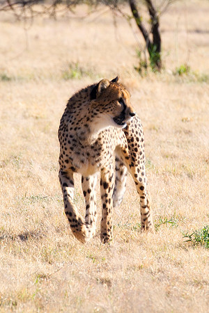 Africa, Cheetah, Kalahari, Namibia, artistic, hunter, infrared, jungle, nature, parks, safari, savanna, scenic, speed, wildlife, Tanzania, Asia, Kenya, "South Africa", Botswana, Kalahari, Zimbabwe, Za