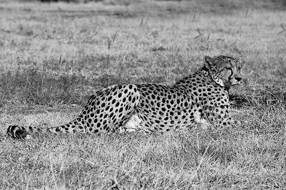 Africa, Asia, Botswana, Kalahari, Kenya, Namibia, South Africa, Tanzania, artistic, black & white, cheetah, nature, savanna, scenic, speed, spots